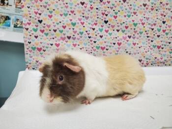 Rescue Guinea Pig Guinea Pigs for Adoption in Maumee, Ohio - Max | PetCurious